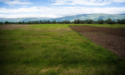 meadow