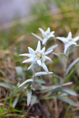edelweiss
