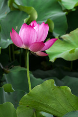 Lotus flower and Lotus flower plants