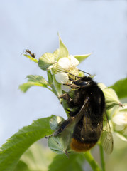 bumblebee