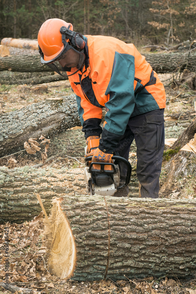 Wall mural Forestry worker with chainsaw is sawing a log. Process of loggin