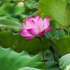 Lotus flower and Lotus flower plants