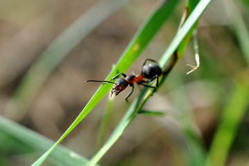 view of an ant on the sheet