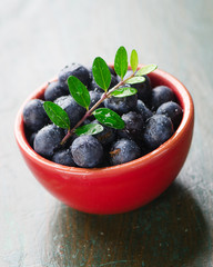 bowl of blueberries