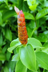 Costus pictus