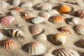Closeup seashells sticking out of the sand in the sunlight