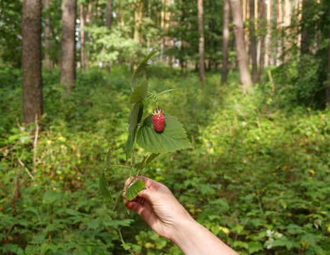 The hand of the woman holds a branch with raspberry berries