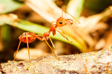 Red weaver ant