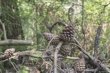 Pine cones in the pinewood forest near Marina Romea