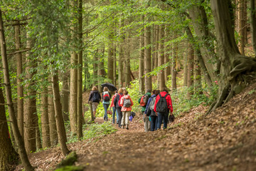 a group of walker in a forest