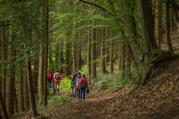 Fototapeta premium a group of walker in a forest