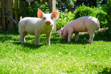 Zwei Ferkel im Garten