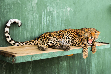 Angry Leopardess