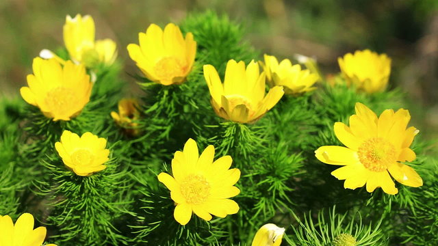 Beautiful yellow flowers of Adonis (Adonis vernalis)