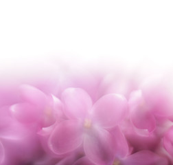 Lilac flower background with copy space. LENSBABY soft focus len