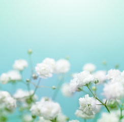 White flower on blue background. Soft focus.