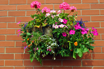 Hanging basket with bedding plants