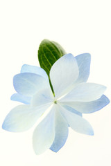 あじさいの花びら