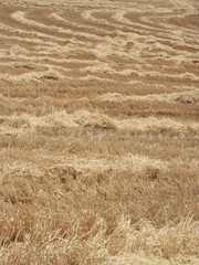 Fototapeta premium zikzaklı sap