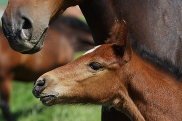 Cute Foal