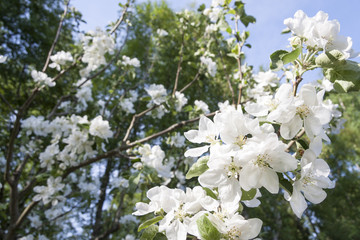 White blossoms of a blooming apple tree