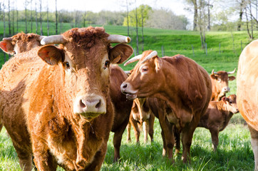 vache troupeau