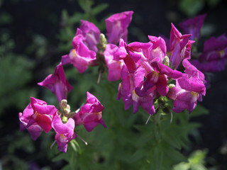 Fototapeta premium flower