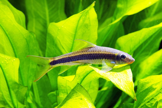 SAE Siamese algae eater