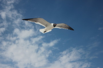 Fototapeta na wymiar Soaring Seagull