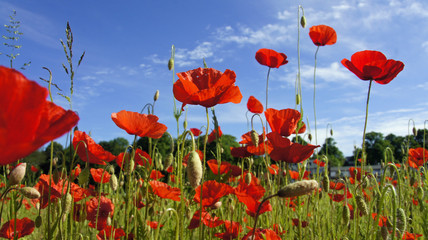 Obraz premium springtime