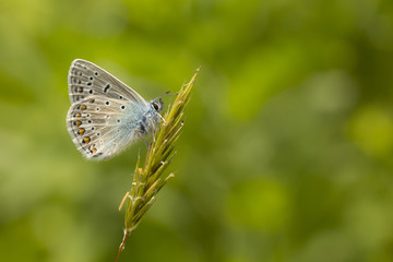 Common Blue resting