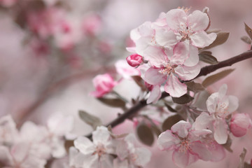Pink apple tree flowers