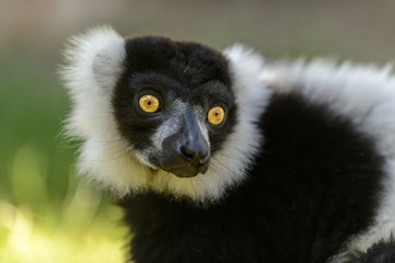 Maki Vari Noir et Blanc