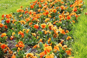 Orangefarbene Stiefmütterchen