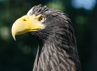 Eagle