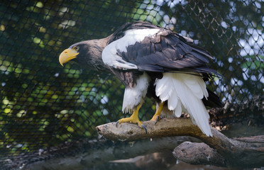 Eagle