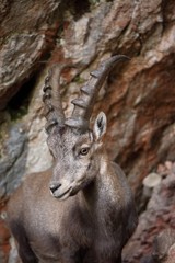 Alpine Ibex