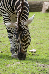 Fototapeta na wymiar Zebra frisst