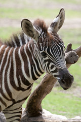 Fototapeta na wymiar Zebra ¼rebię