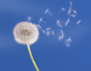 Dandelion clock seeds blow in the air - light, lightness.
