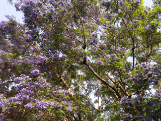 Blue Jacaranda in Spring, California