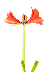Amaryllis starting to bloom over a white background