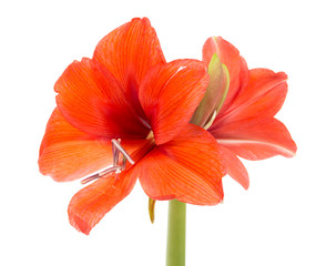 Blooming Amaryllis over a white background