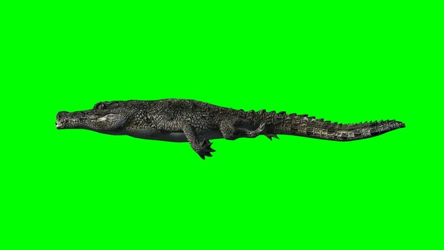 crocodile swimming - green screen
