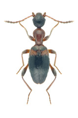 Beetle Anthelephila pedestris