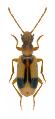 Beetle Notoxus monoceros