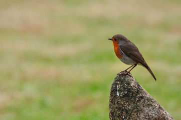 Rouge gorge sur un rocher
