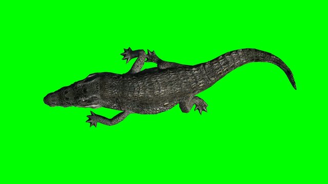 crocodile walking - green screen