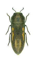 Beetle Acmaeodera chrysanthemi