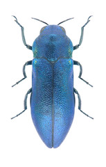 Beetle Meliboeus parvulus parvulus